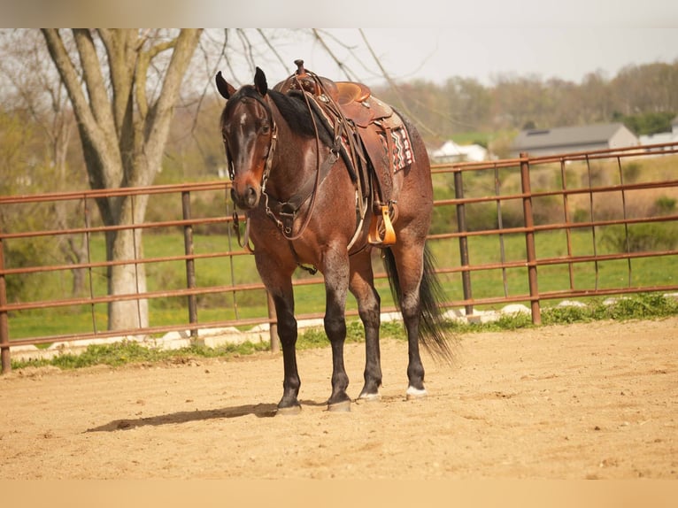Caballo cuarto de milla Caballo castrado 7 años 152 cm Castaño-ruano in Fresno, OH