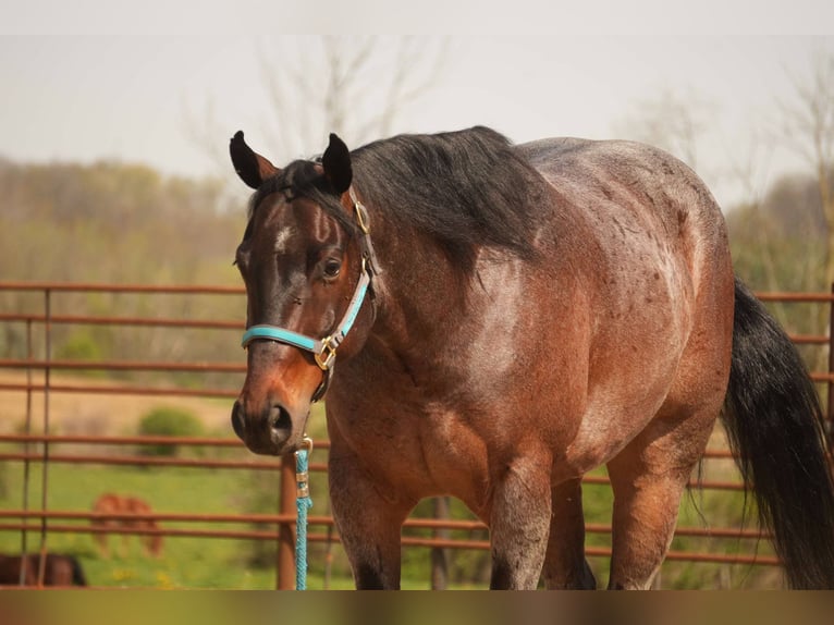 Caballo cuarto de milla Caballo castrado 7 años 152 cm Castaño-ruano in Fresno, OH
