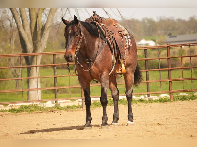 Caballo cuarto de milla Caballo castrado 7 años 152 cm Castaño-ruano in Fresno, OH