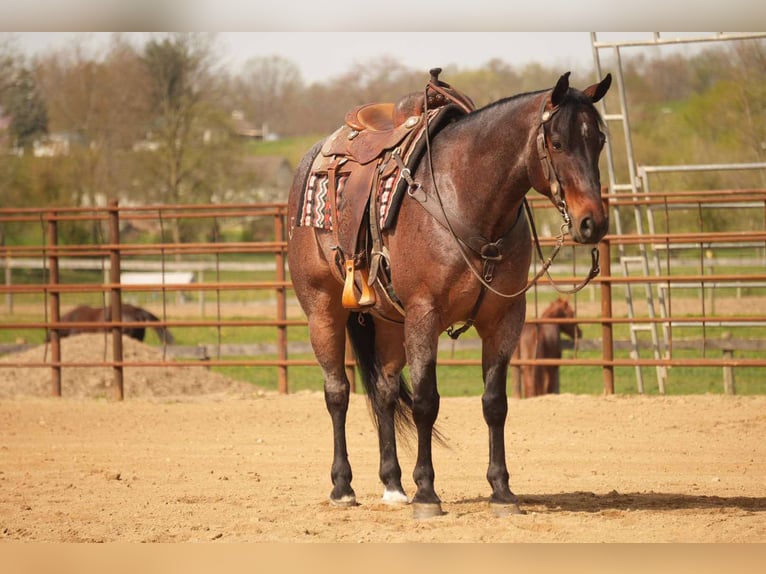 Caballo cuarto de milla Caballo castrado 7 años 152 cm Castaño-ruano in Fresno, OH