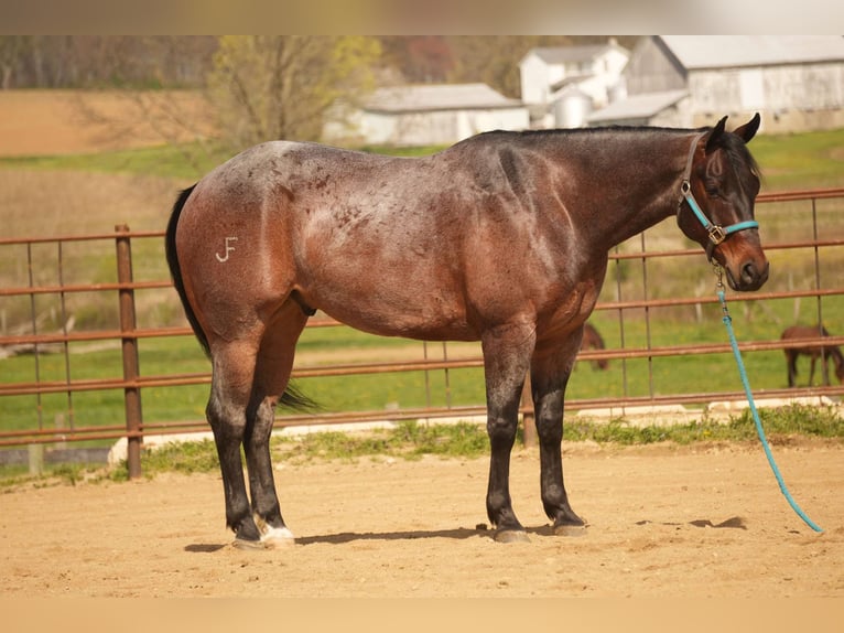 Caballo cuarto de milla Caballo castrado 7 años 152 cm Castaño-ruano in Fresno, OH