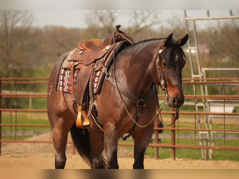 Caballo cuarto de milla Caballo castrado 7 años 152 cm Castaño-ruano in Fresno, OH