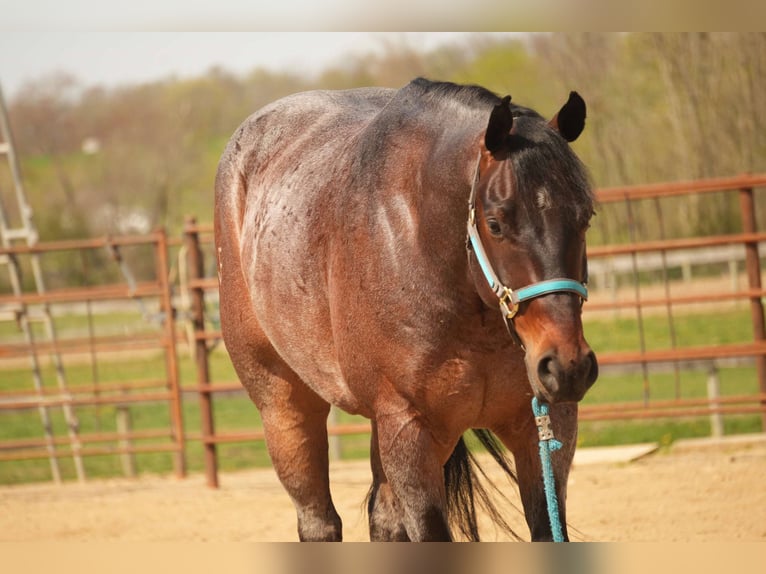 Caballo cuarto de milla Caballo castrado 7 años 152 cm Castaño-ruano in Fresno, OH