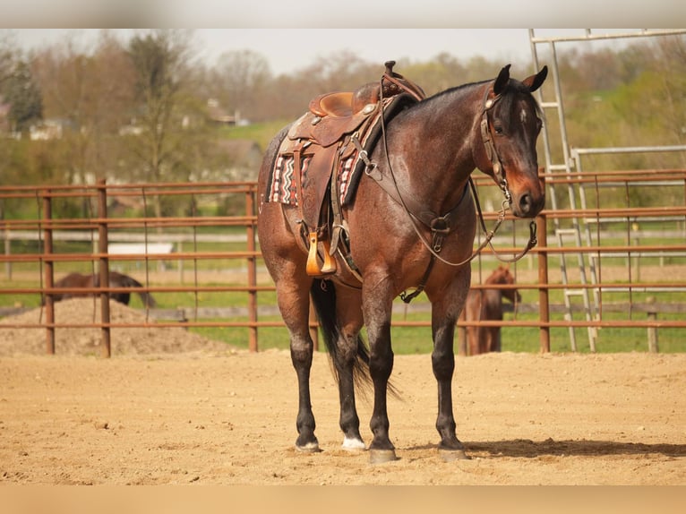 Caballo cuarto de milla Caballo castrado 7 años 152 cm Castaño-ruano in Fresno, OH