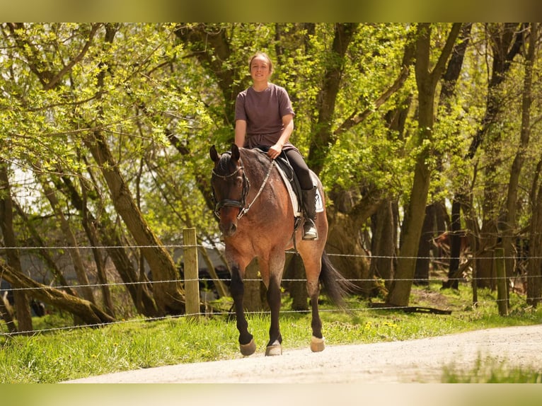 Caballo cuarto de milla Caballo castrado 7 años 152 cm Castaño-ruano in Fresno, OH