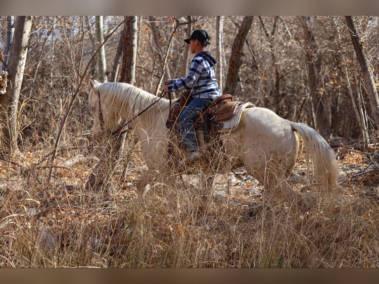Caballo cuarto de milla Caballo castrado 7 años 152 cm Cremello in Camp Verde AZ