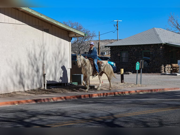 Caballo cuarto de milla Caballo castrado 7 años 152 cm Cremello in Camp Verde AZ