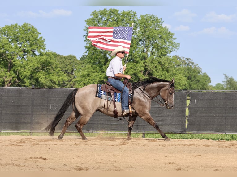 Caballo cuarto de milla Caballo castrado 7 años 152 cm Grullo in Buffalo, MO