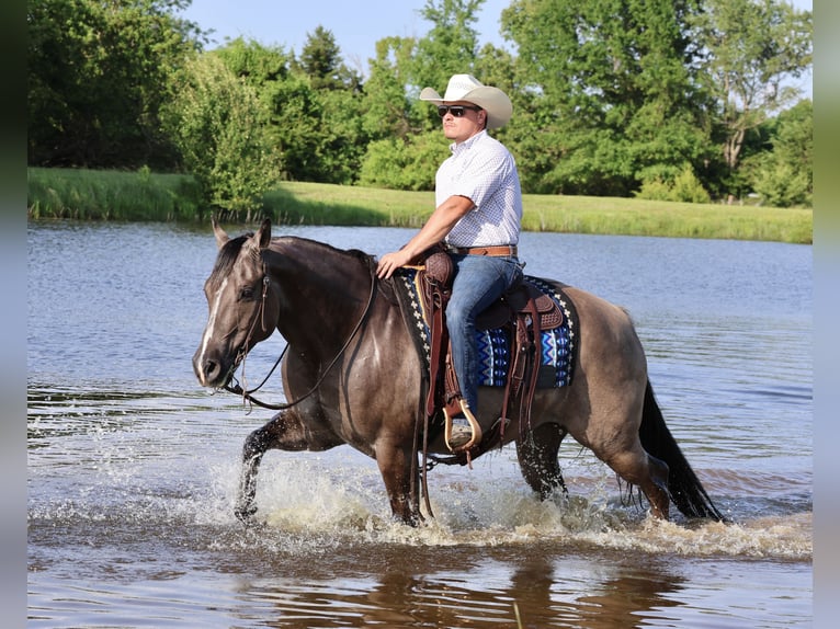 Caballo cuarto de milla Caballo castrado 7 años 152 cm Grullo in Buffalo, MO