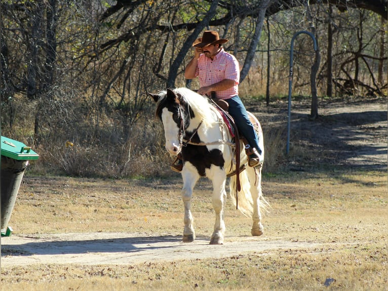 Caballo cuarto de milla Caballo castrado 7 años 152 cm Negro in Stephenville