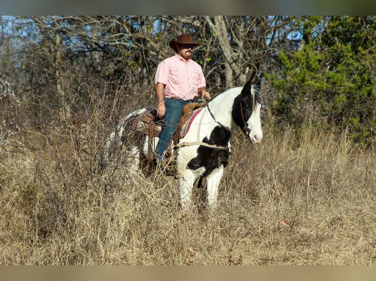 Caballo cuarto de milla Caballo castrado 7 años 152 cm Negro in Stephenville