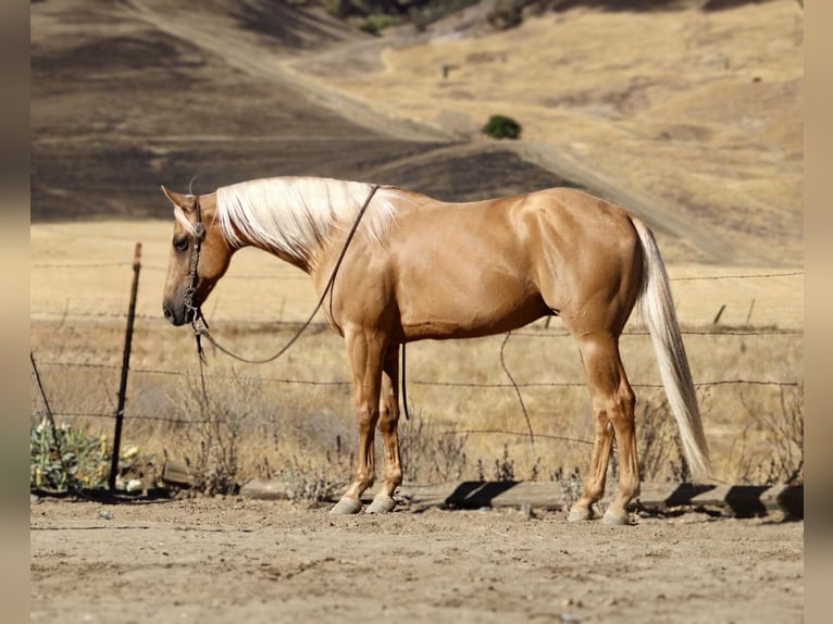Caballo cuarto de milla Caballo castrado 7 años 152 cm Palomino in Paicines CA