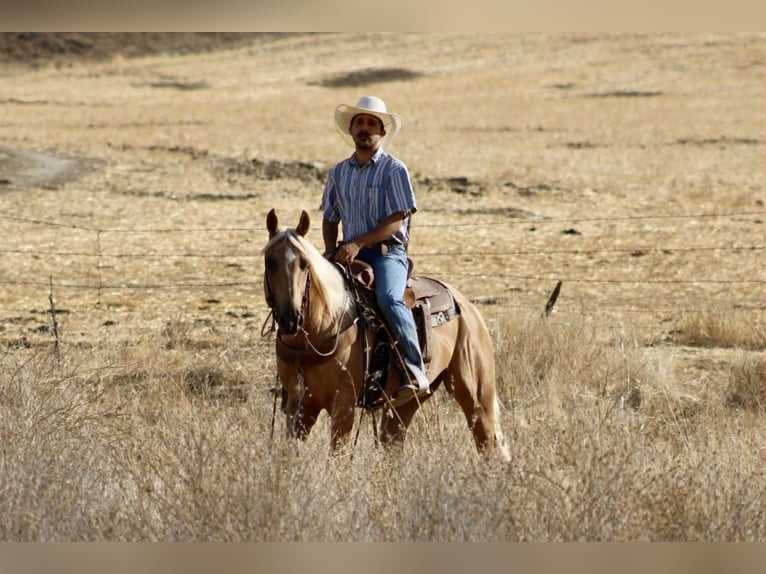 Caballo cuarto de milla Caballo castrado 7 años 152 cm Palomino in Paicines CA