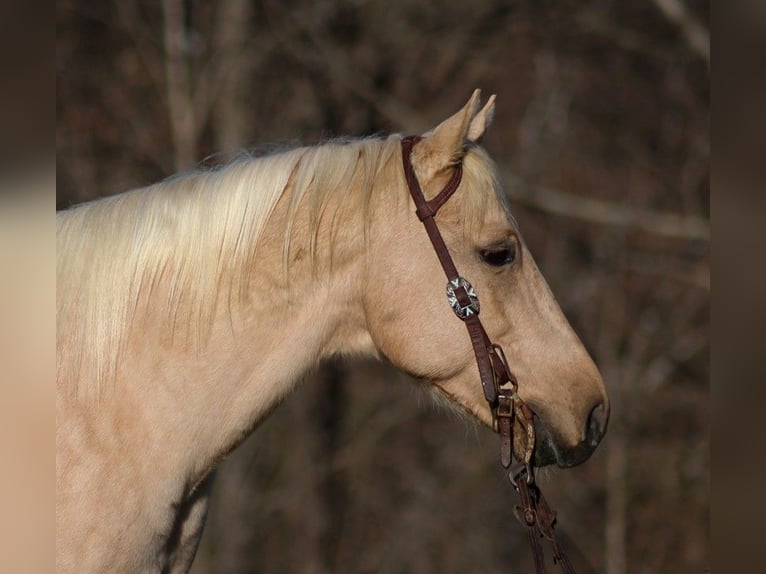 Caballo cuarto de milla Caballo castrado 7 años 152 cm Palomino in Mount Vernon