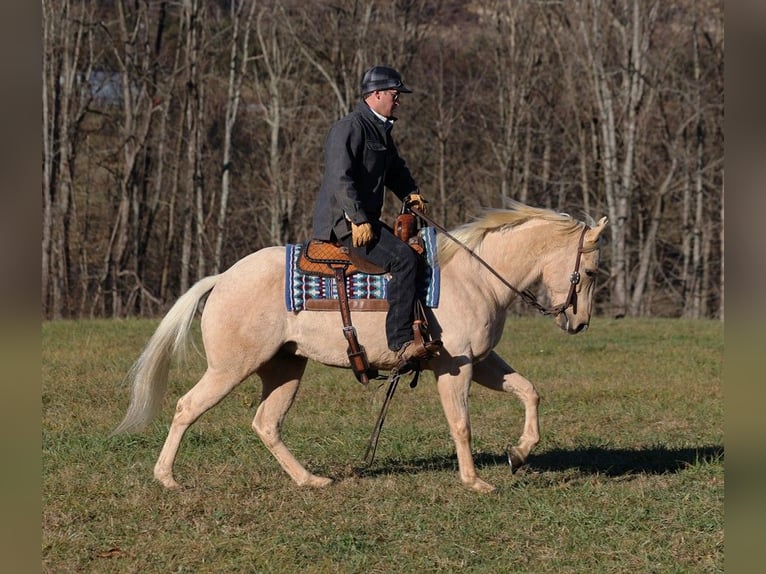 Caballo cuarto de milla Caballo castrado 7 años 152 cm Palomino in Mount Vernon