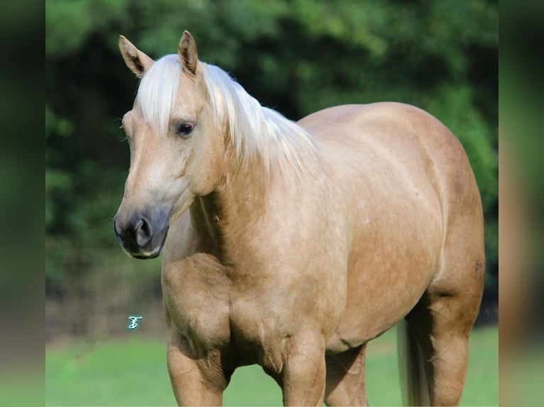 Caballo cuarto de milla Caballo castrado 7 años 152 cm Palomino in Bloomburg, TX