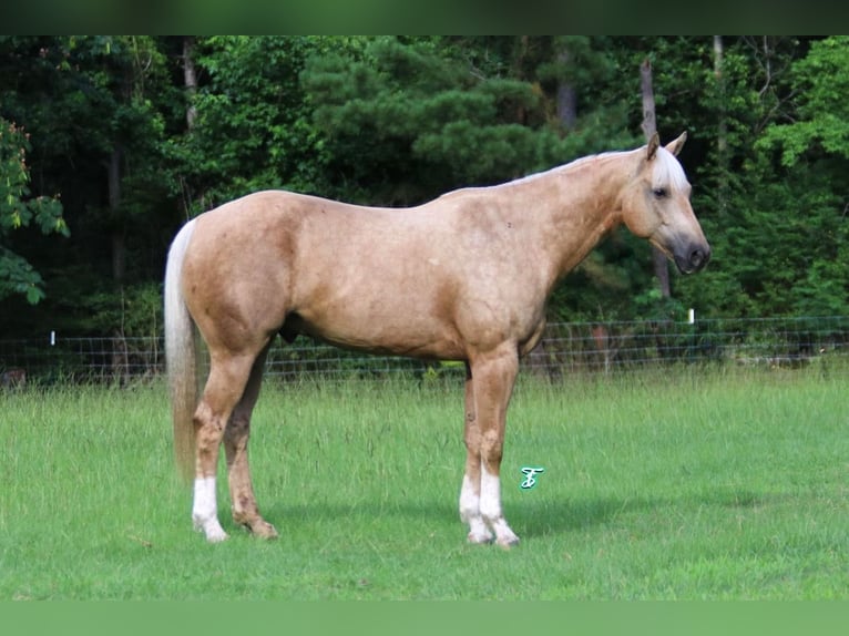 Caballo cuarto de milla Caballo castrado 7 años 152 cm Palomino in Bloomburg, TX