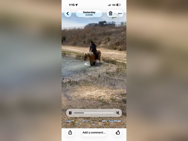 Caballo cuarto de milla Caballo castrado 7 años 152 cm Palomino in Dalhart