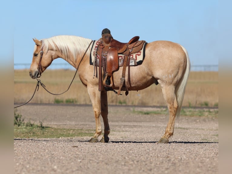 Caballo cuarto de milla Caballo castrado 7 años 152 cm Palomino in Dalhart