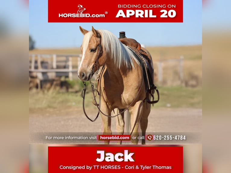 Caballo cuarto de milla Caballo castrado 7 años 152 cm Palomino in Dalhart