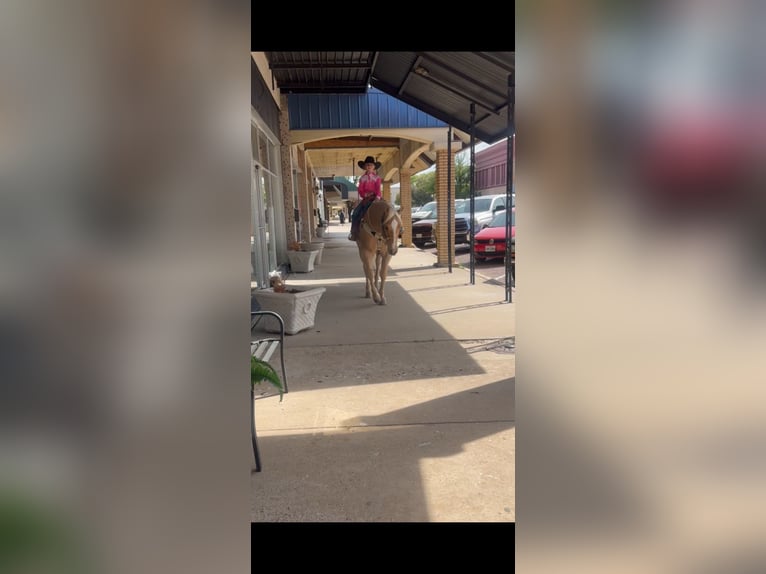 Caballo cuarto de milla Caballo castrado 7 años 152 cm Palomino in Dalhart