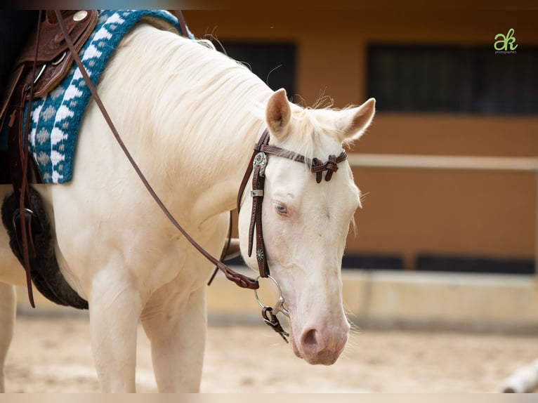 Caballo cuarto de milla Caballo castrado 7 años 152 cm Perlino in Bellheim