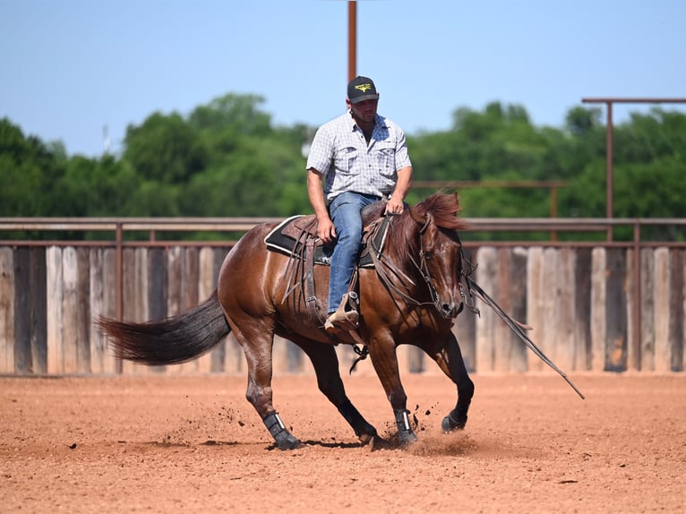 Caballo cuarto de milla Caballo castrado 7 años 152 cm Ruano alazán in Waco