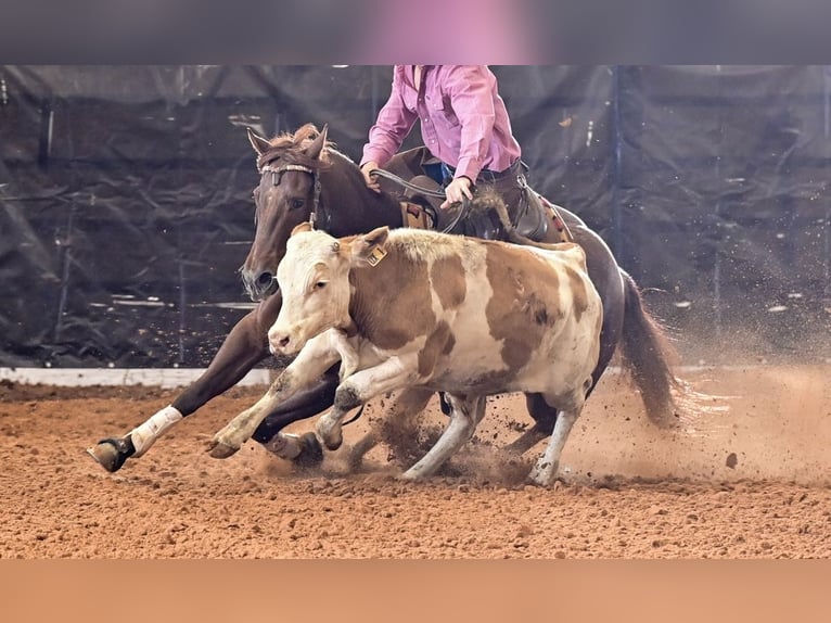 Caballo cuarto de milla Caballo castrado 7 años 152 cm Ruano alazán in Waco