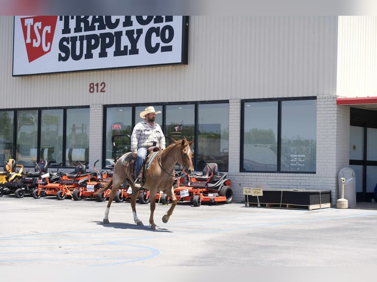 Caballo cuarto de milla Caballo castrado 7 años 152 cm Ruano alazán in Carrollton, MO