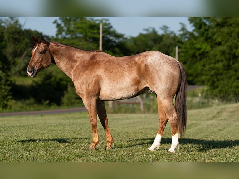 Caballo cuarto de milla Caballo castrado 7 años 152 cm Ruano alazán in Carrollton, MO
