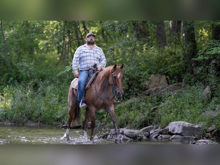 Caballo cuarto de milla Caballo castrado 7 años 152 cm Ruano alazán in Carrollton, MO