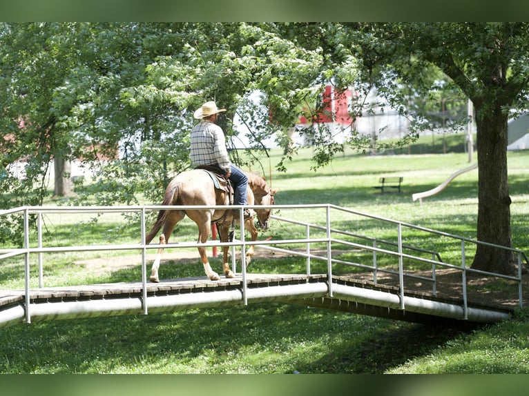 Caballo cuarto de milla Caballo castrado 7 años 152 cm Ruano alazán in Carrollton, MO