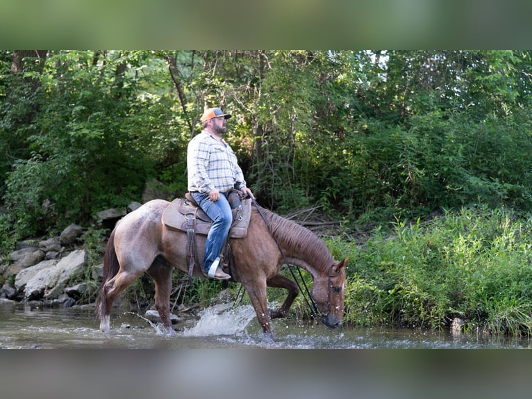 Caballo cuarto de milla Caballo castrado 7 años 152 cm Ruano alazán in Carrollton, MO