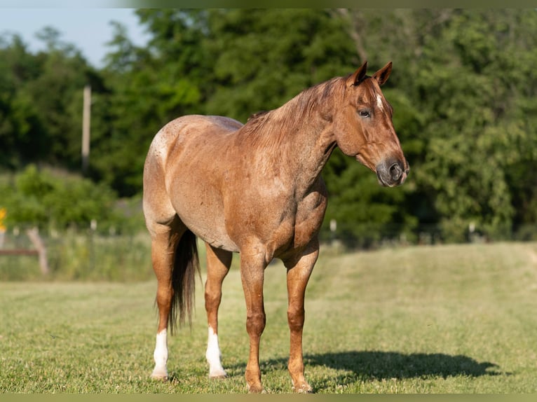 Caballo cuarto de milla Caballo castrado 7 años 152 cm Ruano alazán in Carrollton, MO