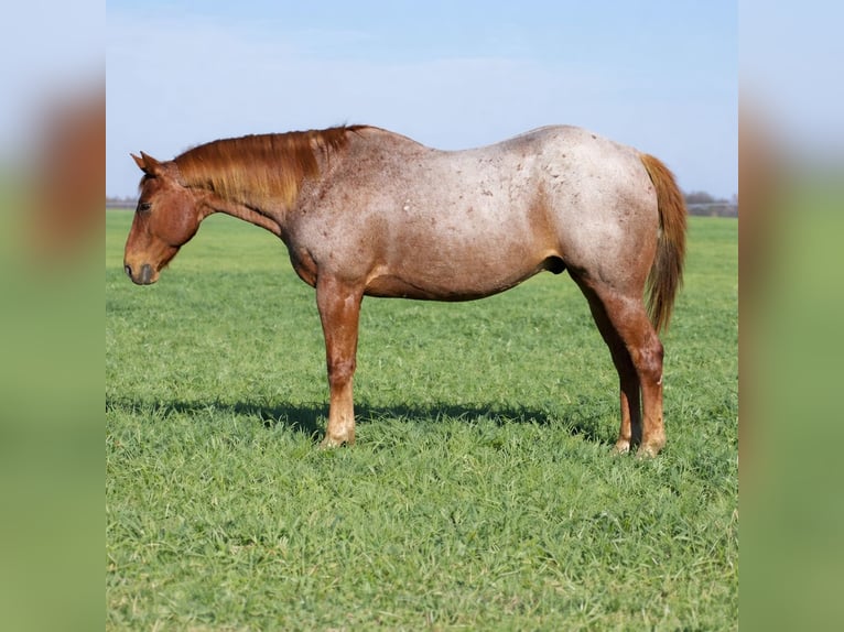Caballo cuarto de milla Caballo castrado 7 años 152 cm Ruano alazán in Sulphur Springs