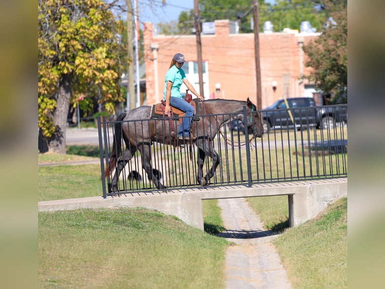 Caballo cuarto de milla Caballo castrado 7 años 152 cm Ruano azulado in Forney Caballo cuarto de milla Caballo castrado 7 años 152 cm Ruano azulado in Forney