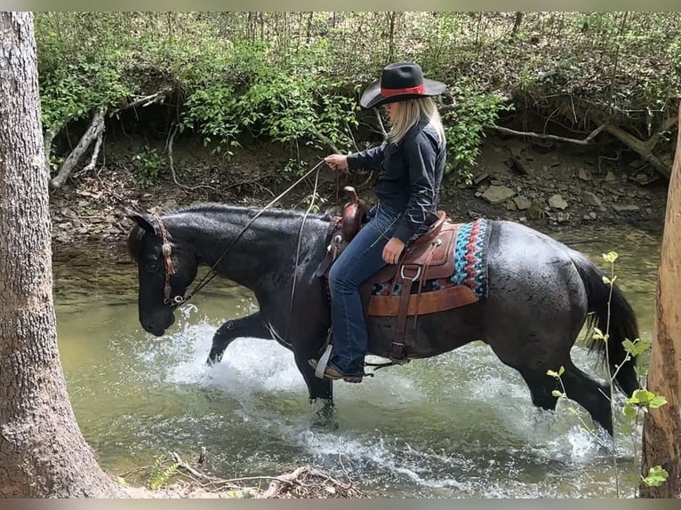 Caballo cuarto de milla Caballo castrado 7 años 152 cm Ruano azulado in Henderson