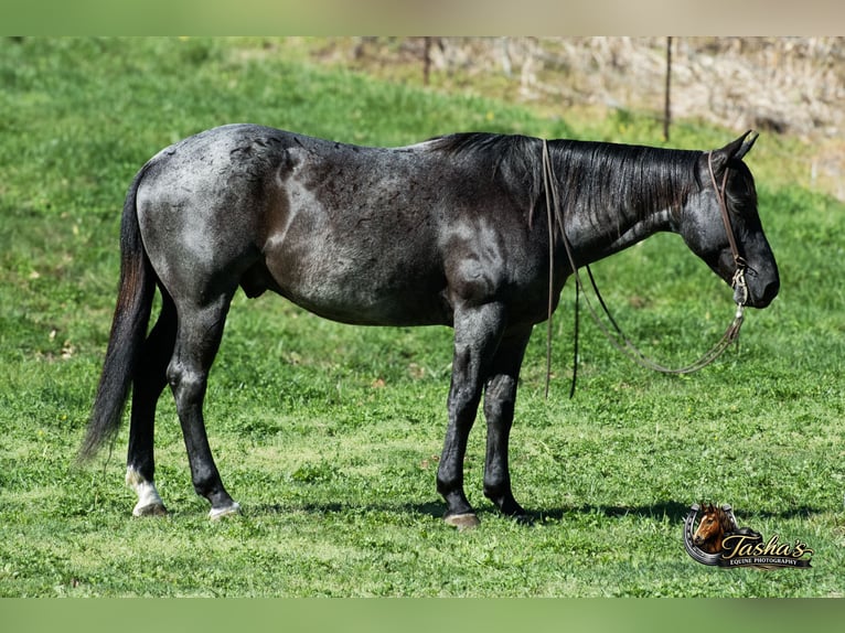 Caballo cuarto de milla Caballo castrado 7 años 152 cm Ruano azulado in Henderson