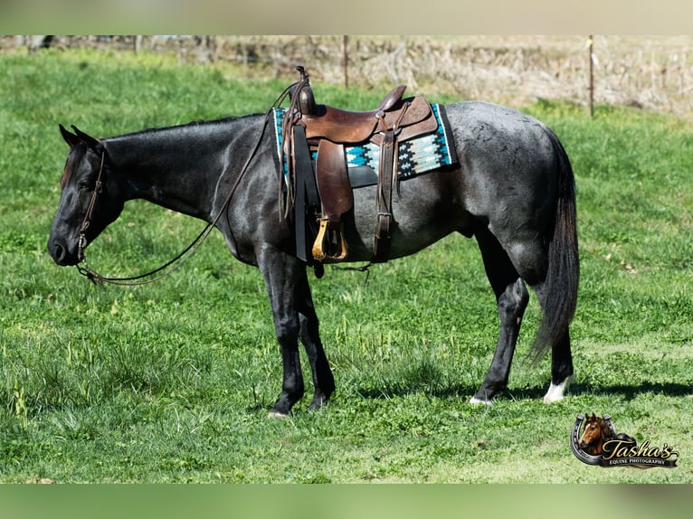 Caballo cuarto de milla Caballo castrado 7 años 152 cm Ruano azulado in Henderson