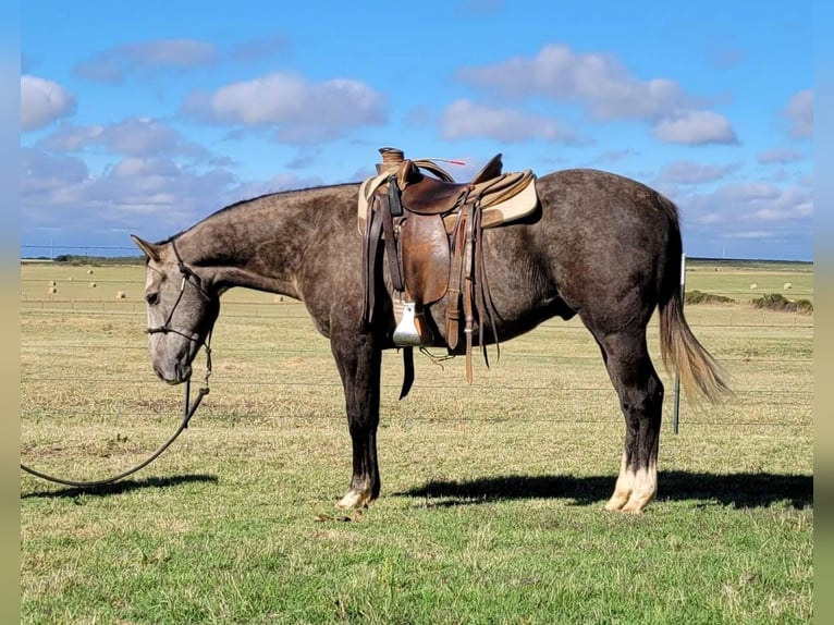 Caballo cuarto de milla Caballo castrado 7 años 152 cm Tordo in Rising Star TX