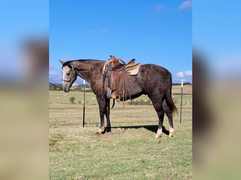 Caballo cuarto de milla Caballo castrado 7 años 152 cm Tordo in Rising Star TX