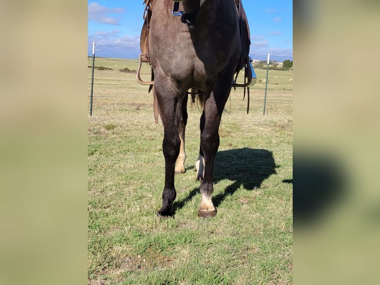 Caballo cuarto de milla Caballo castrado 7 años 152 cm Tordo in Rising Star TX