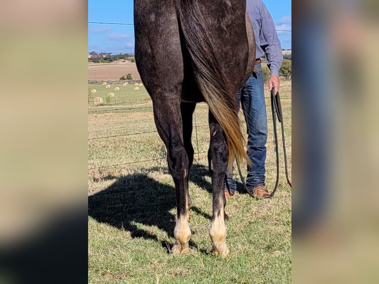 Caballo cuarto de milla Caballo castrado 7 años 152 cm Tordo in Rising Star TX