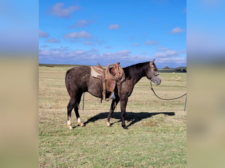 Caballo cuarto de milla Caballo castrado 7 años 152 cm Tordo in Rising Star TX