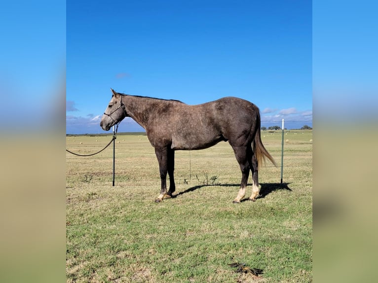 Caballo cuarto de milla Caballo castrado 7 años 152 cm Tordo in Rising Star TX