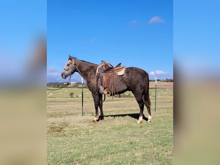Caballo cuarto de milla Caballo castrado 7 años 152 cm Tordo in Rising Star TX