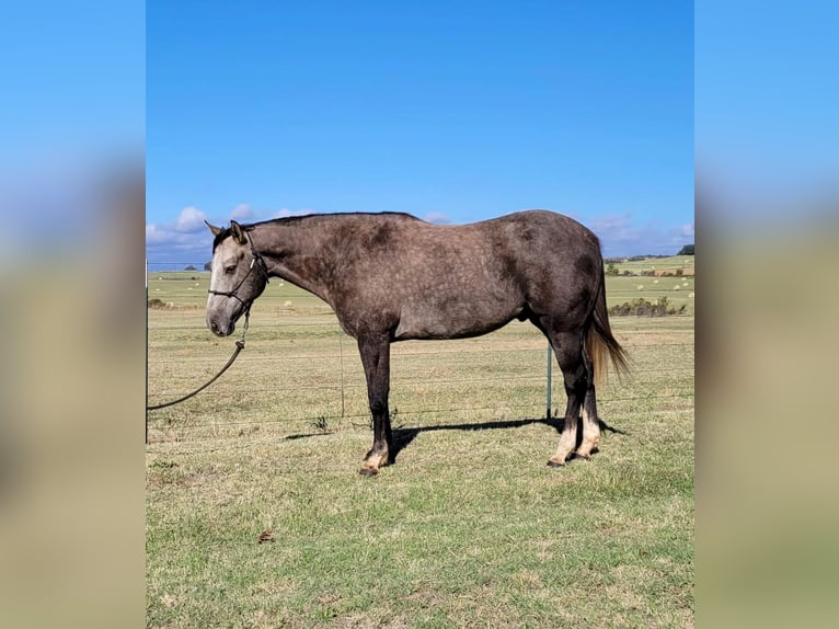 Caballo cuarto de milla Caballo castrado 7 años 152 cm Tordo in Rising Star TX