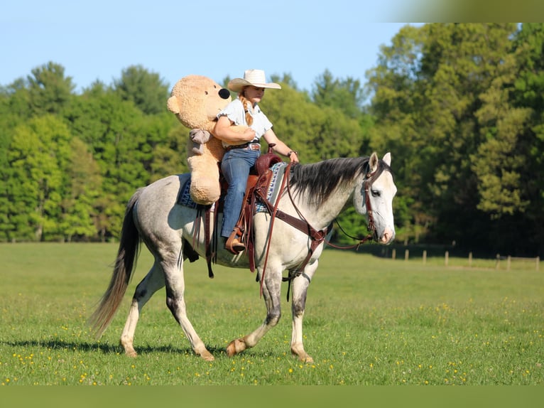 Caballo cuarto de milla Caballo castrado 7 años 152 cm Tordo in Clarion