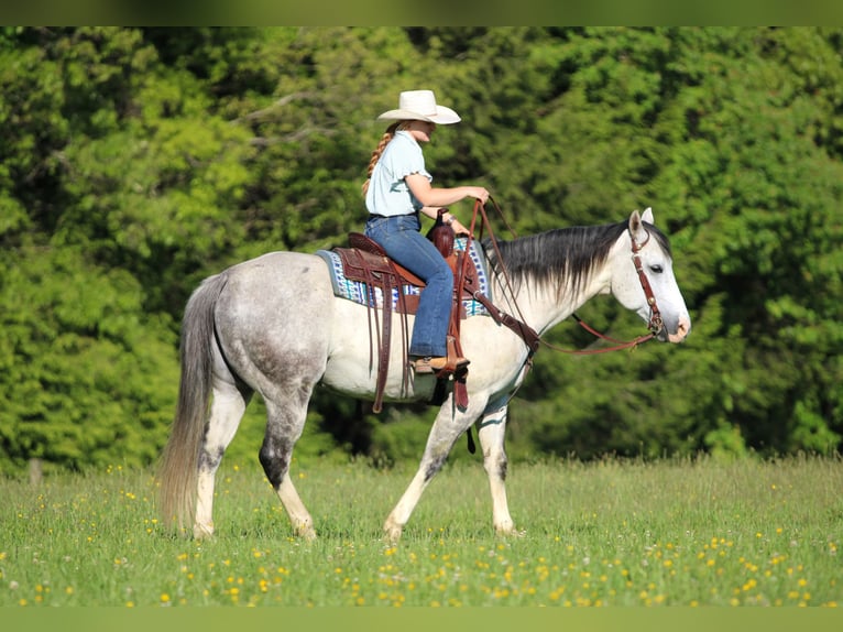Caballo cuarto de milla Caballo castrado 7 años 152 cm Tordo in Clarion