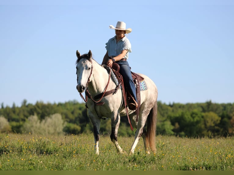 Caballo cuarto de milla Caballo castrado 7 años 152 cm Tordo in Clarion